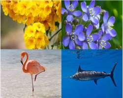The national flower of the Bahamas is the Yellow E The national flower of the Bahamas is the Yellow Elder. Lignum Vitae and flamingo are the national tree and national bird, respectively. The blue marl